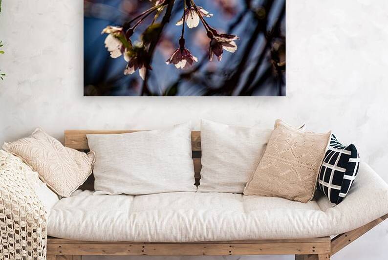Glowing pink petals by Heather Marie Clark