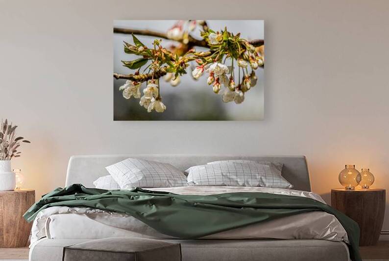 Sun drenched Spring blossoms by Heather Marie Clark