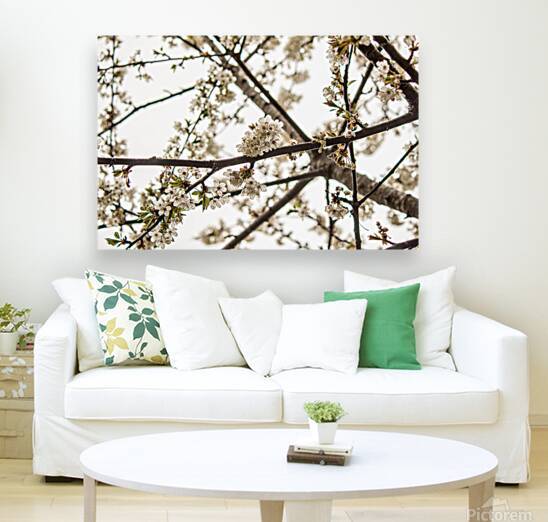 white petals against a white sky by Heather Marie Clark
