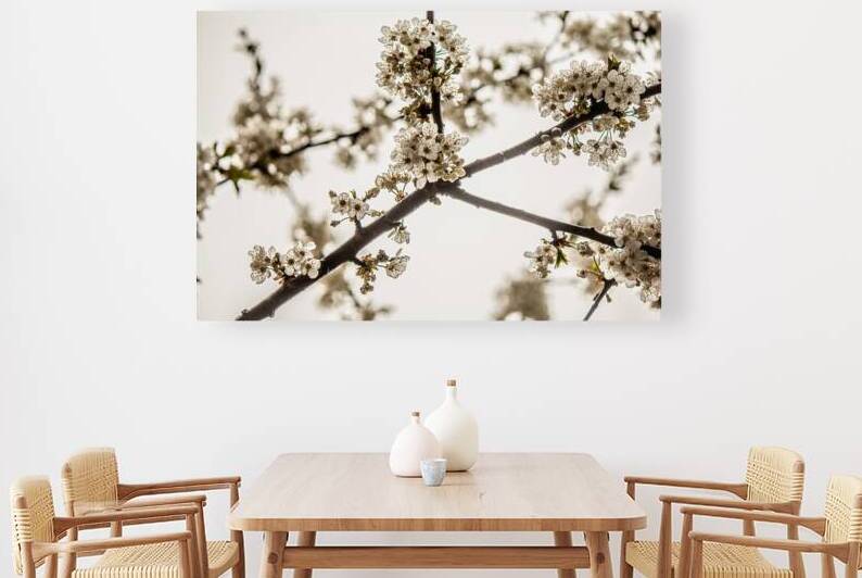 Glowing white spring blossoms  by Heather Marie Clark