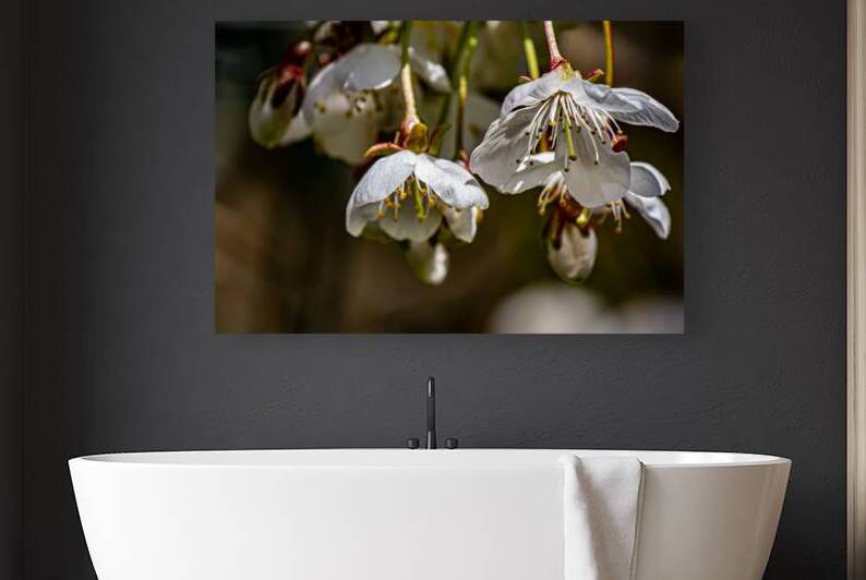 Delightful Cherry Blossoms by Heather Marie Clark