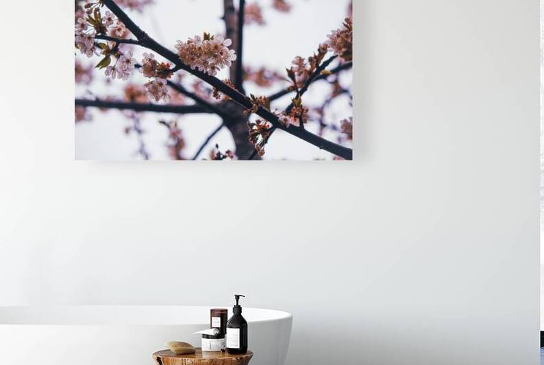 Blushing blossoms amongst the tree branches by Heather Marie Clark