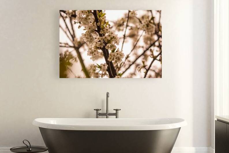Antiqued Cherry Blossoms  by Heather Marie Clark