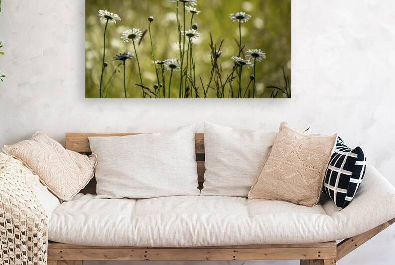 Daisies in the meadow by Heather Marie Clark