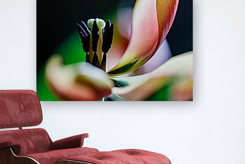Tulips last waltz  by Heather Marie Clark