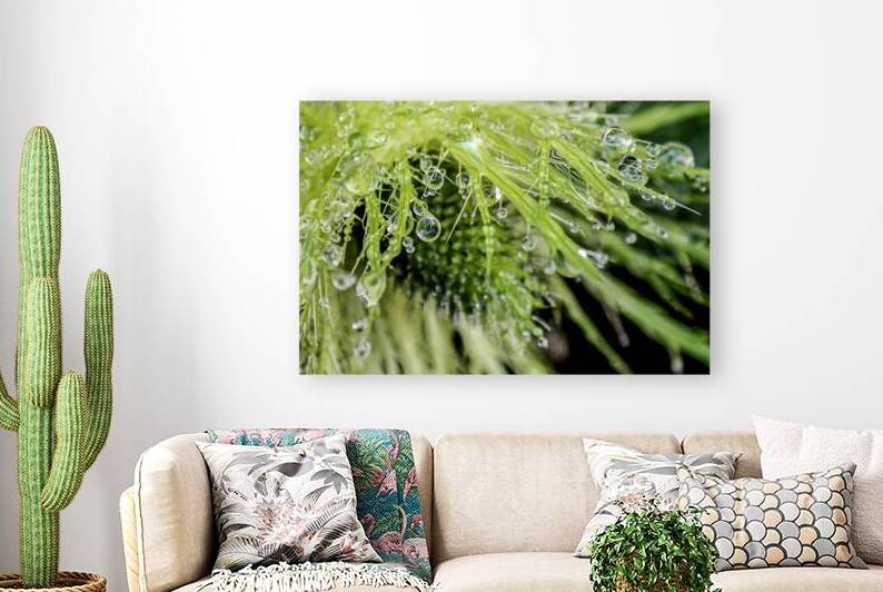 Dew on Blue Thistle by Heather Marie Clark