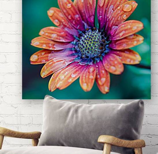 Orange & Fuchsia African daisy by Heather Marie Clark