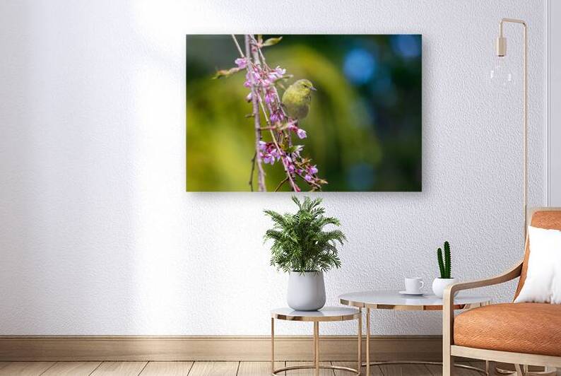green warbler bird perched on branch trailing pink blossoms by Heather Marie Clark