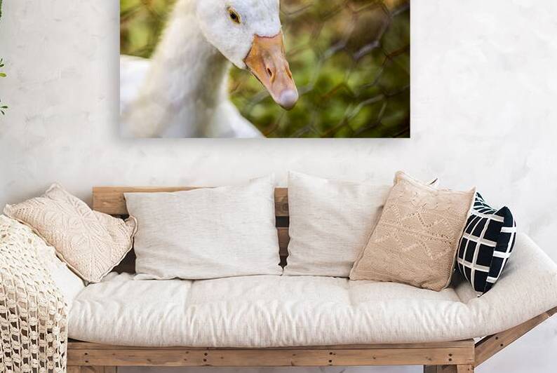 Close-up of young white goose  by Heather Marie Clark