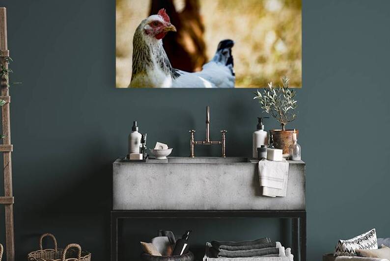 white hen with black striations on the neck & tail feathers by Heather Marie Clark