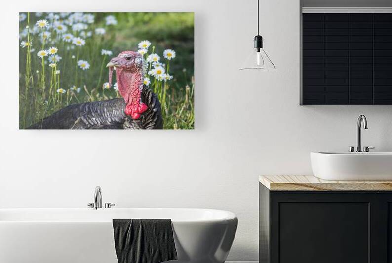 Black male turkey laying in a field of daisies by Heather Marie Clark