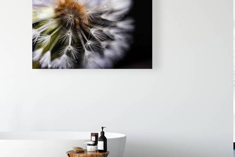 Fragile Brilliance: Dandelion’s Dewy Crown by Heather Marie Clark
