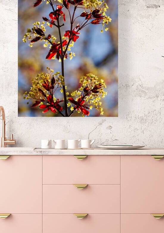 Springs Embrace: Red Maple Blossoms Portrait by Heather Marie Clark