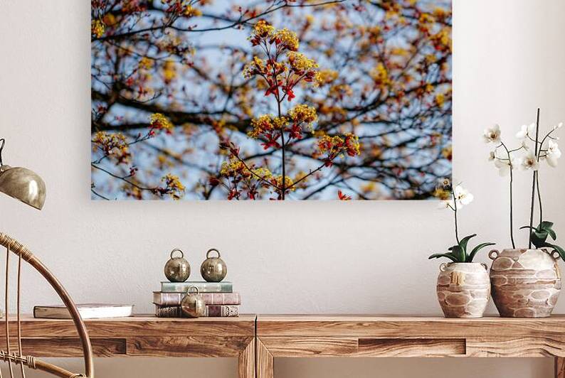 Blossoming Symphony: Red Maple in Spring  by Heather Marie Clark