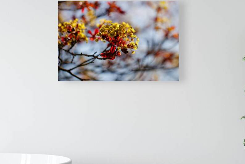 Springs Embrace: Red Maple Blossoms Landscape by Heather Marie Clark
