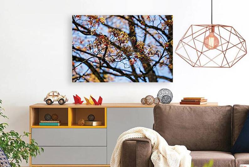 Flame and Gold: Red Maple’s Seasonal Dance by Heather Marie Clark