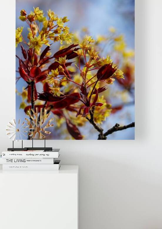 Golden Hues of Renewal: A Red Maple Celebration by Heather Marie Clark