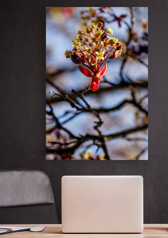 Delicate Splendor: A Glimpse of Maple Elegance by Heather Marie Clark