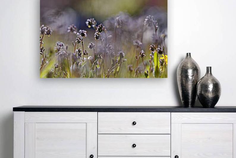 Nature’s Palette: Color Shifting Forget Me Nots by Heather Marie Clark