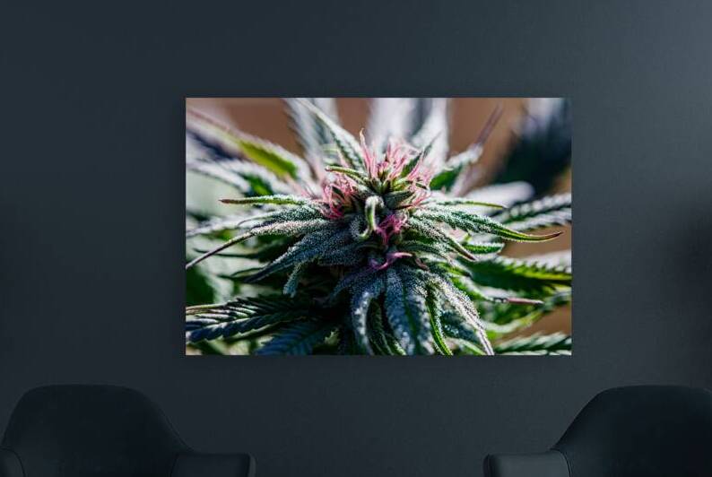 Cannabis in Bloom:  by Heather Marie Clark