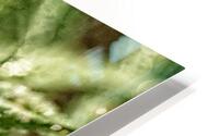 Resinous Cannabis flower HD Metal print