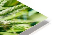 Dazzling display HD Metal print