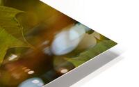 Maple leaves & Bokeh HD Metal print