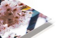 delicate pink blossoms HD Metal print