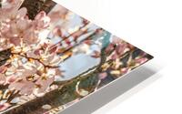Pretty in Pink blossoms HD Metal print