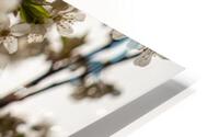 pale cherry tree blossoms HD Metal print
