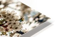 Glowing white spring blossoms  HD Metal print