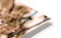 Antiqued Cherry Blossoms  HD Metal print