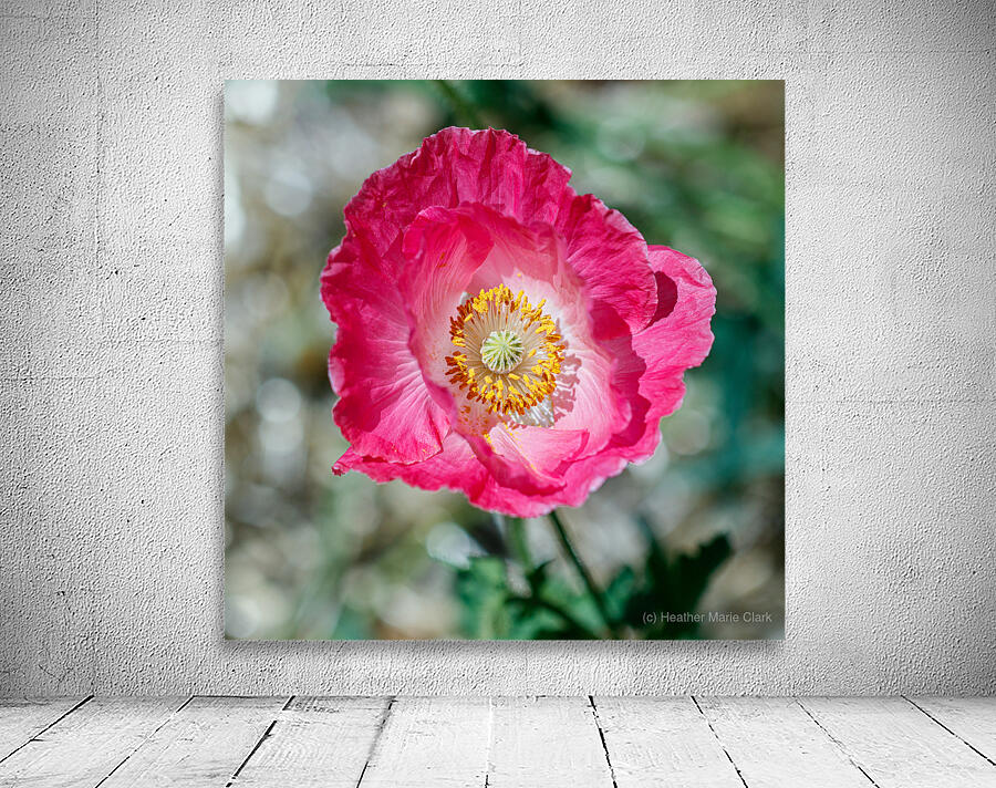 Solitary Beauty: Single Poppy Studies Wall Preview