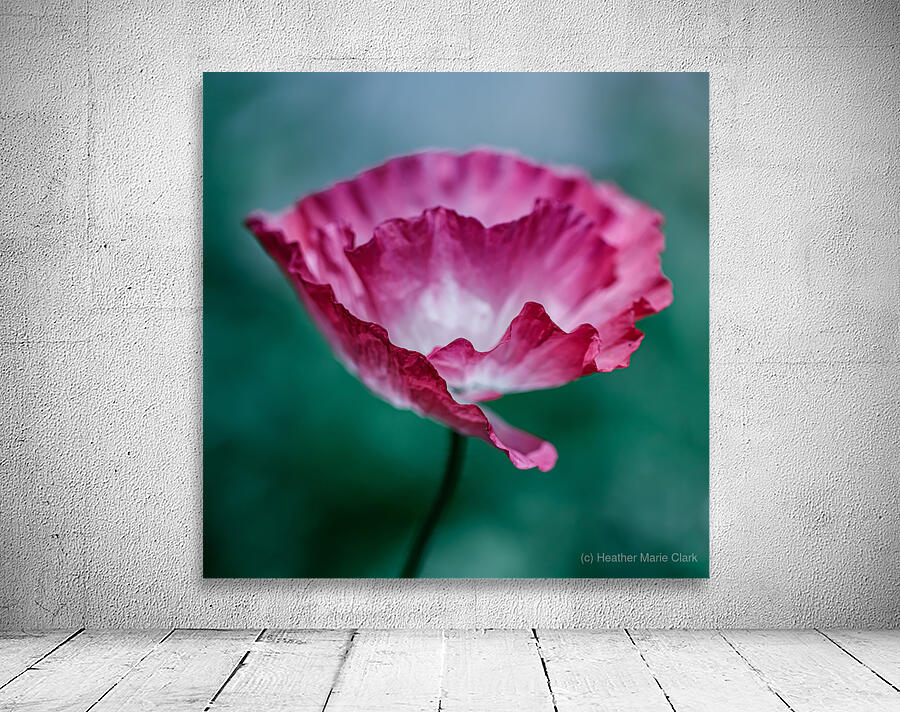 Scarlet Whispers: Close-Up Poppy Portraits Wall Preview