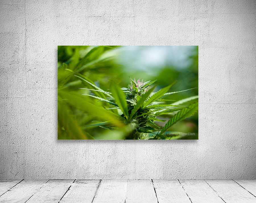 Ethereal Foliage Wall Preview