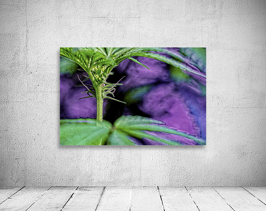 Young Female Marijuana  Flower Wall Preview
