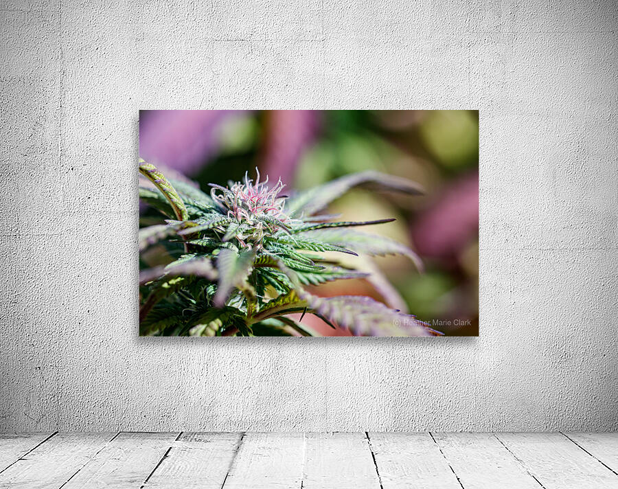 Pretty in Pink & Green Wall Preview