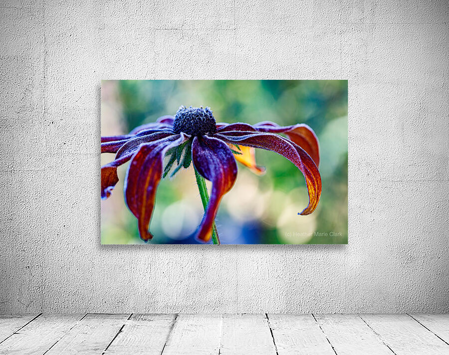 Frosted Black Eyed Susan Wall Preview