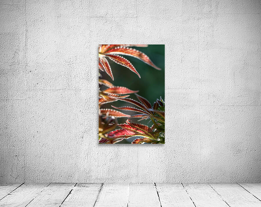 Ruby red fans Wall Preview