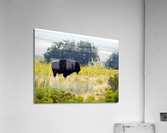 Buffalo Sunflowers Acrylic Print