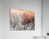 Willows Acrylic Print