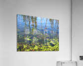 Dragonfly on the Madison Acrylic Print