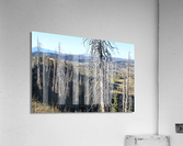 Gnarled Pine Overlook Acrylic Print