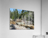 Upper Provo River Acrylic Print