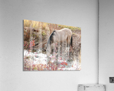 Horse Drink Acrylic Print