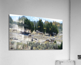 Sheep Juniper Acrylic Print