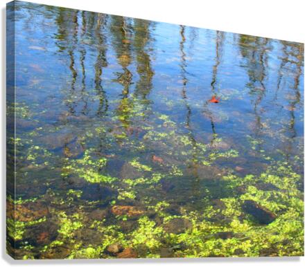 Dragonfly on the Madison Canvas Print