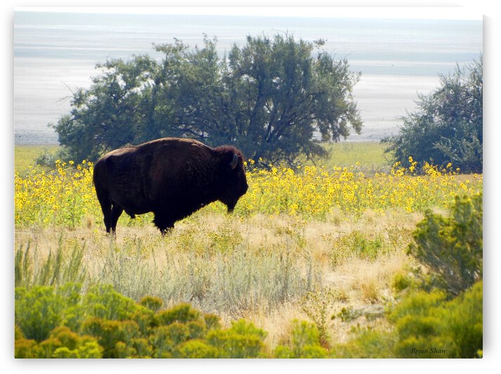 Buffalo Sunflowers by Brian Shaw