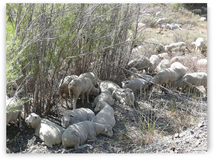 Sheep Huddle by Brian Shaw