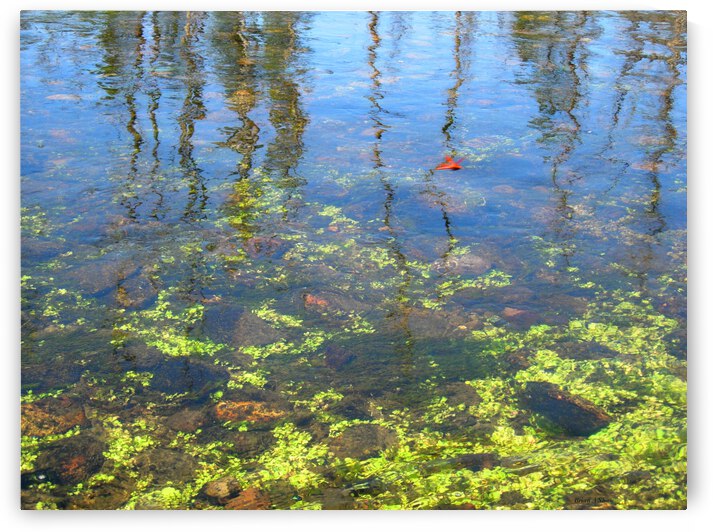 Dragonfly on the Madison by Brian Shaw